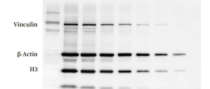 八通道独立孵育｜M-Blot F8000 全自动工作站，高效稳定搞定 Western Blot（可申请试用）