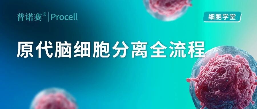 细胞学堂 | 原代脑细胞分离经验总结——从神经元到血脑屏障细胞