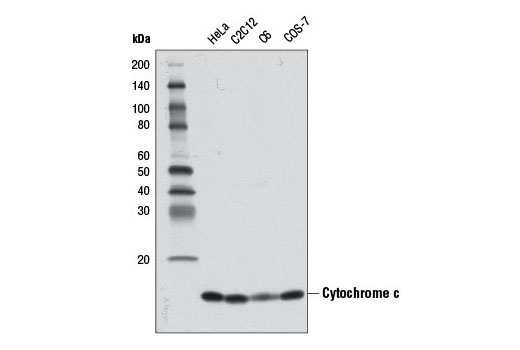 ytochrome c (D18C7) Rabbit mAb