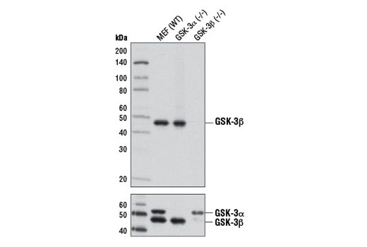 Histone H3 (D1H2) XP® Rabbit mAb (HRP Conjugate) #12648