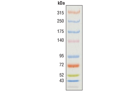 Color-coded Prestained Protein Marker, High Range (43-315 kDa) #12949