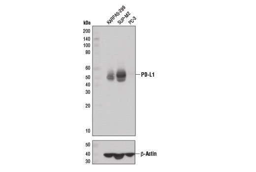 PD-L1 (E1L3N®) XP® Rabbit mAb #13684