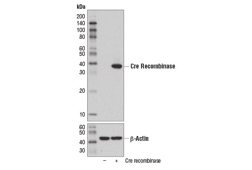 Cre Recombinase (D7L7L) XP® Rabbit mAb #15036
