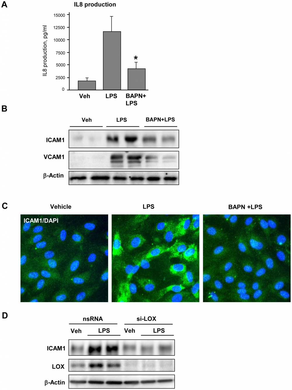 Amplite™ Fluorimetric Lysyl Oxidase Assay Kit *Red Fluorescence*