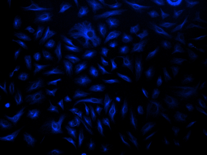 AF350-streptavidin conjugate [Streptavidin, Alexa Fluor™ 350 Conjugate]