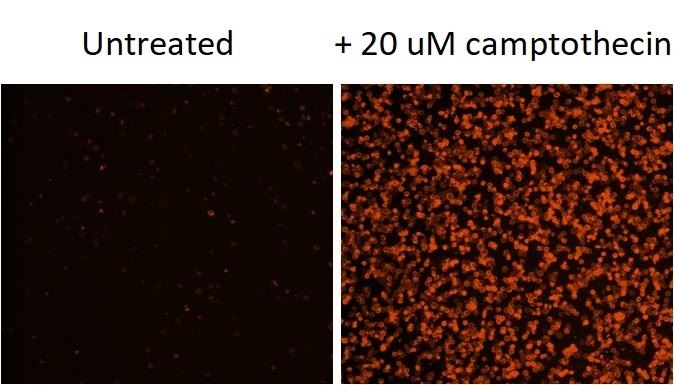Annexin V-Cy3 conjugate