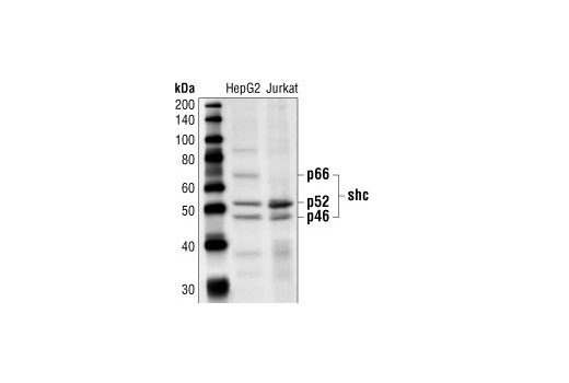 Shc Antibody #2432