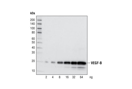 VEGF-B Antibody #2463