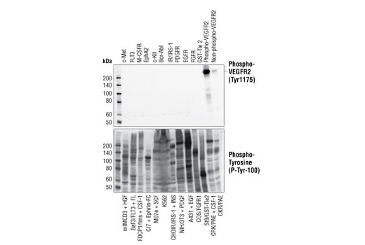 Phospho-VEGF Receptor 2 (Tyr1175) (19A10) Rabbit mAb #2478