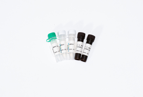 BIOG miRNA茎环染料法荧光定量PCR试剂盒