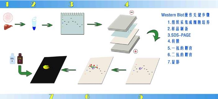 Western blot技术