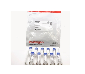 MitoSOX™ 线粒体超氧化物指示剂，用于活细胞成像