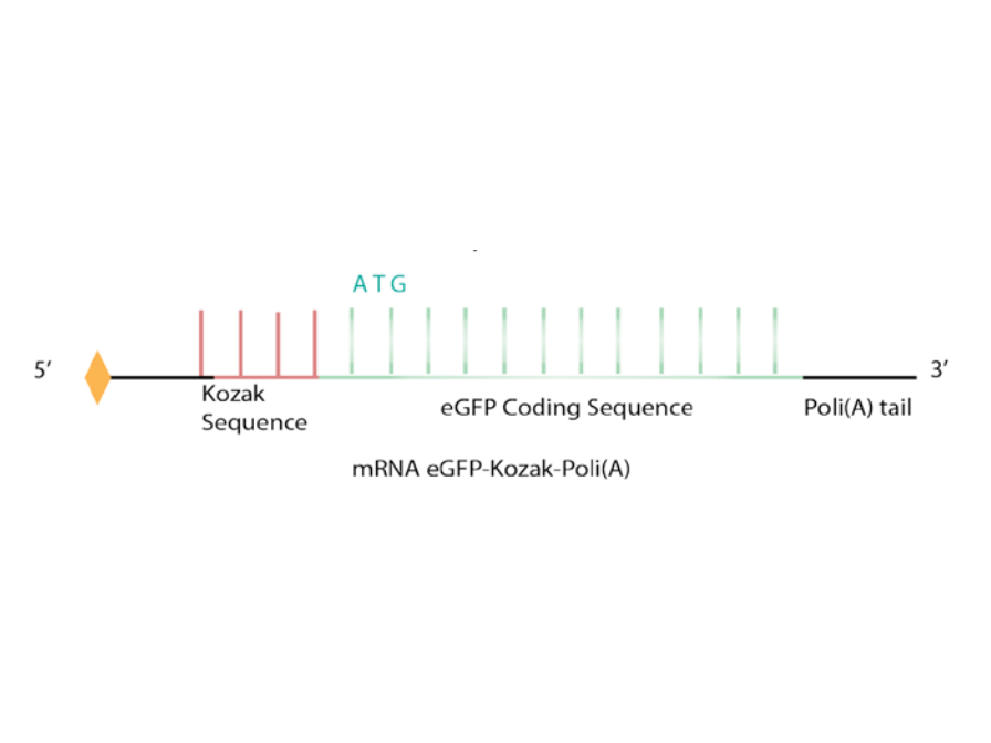 eGFP mRNA(Cat. No.:MR008)