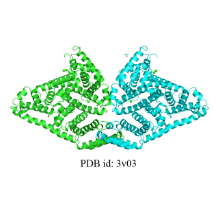 A801320 牛血清白蛋白,96%