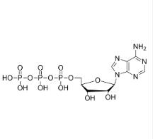 A832633 三磷酸腺苷,＞98%
