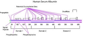Albumin human