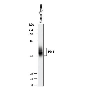 Human PD-1 Antibody