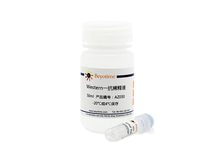 GAPDH Rabbit Monoclonal Antibody