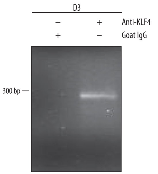 Mouse KLF4 Antibody