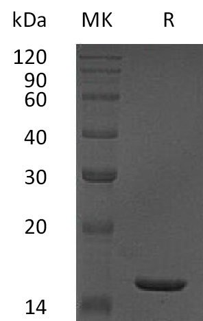 Recombinant Human TNF alpha(Cat. No.:C008)