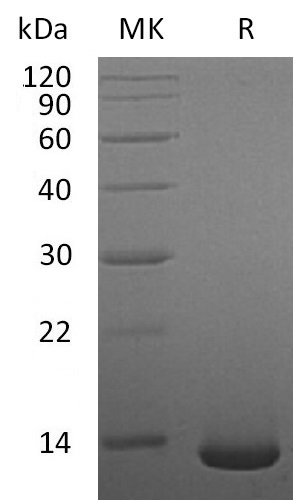 Recombinant Human/Mouse/Rat BMP-2(Cat. No.:C012)