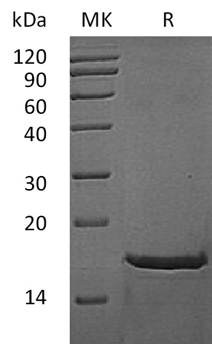 Recombinant Mouse FGFb(Cat. No.:C044)
