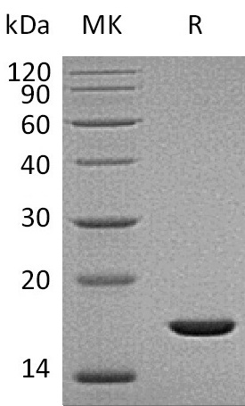 Recombinant Human FGFb (157AA)(Cat. No.:C046)