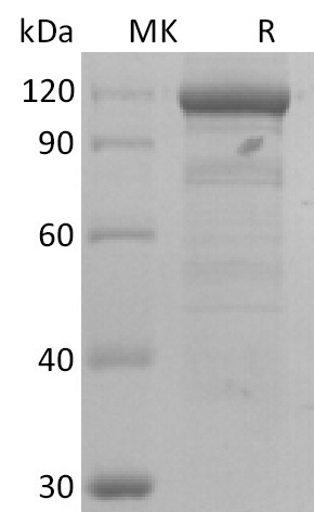 Recombinant Human Wnt3a(Cat. No.:C06D)