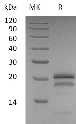 Recombinant Human VEGF165(Cat. No.:C083)