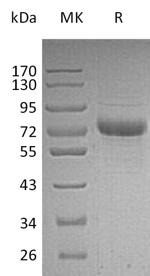 Recombinant Human Vitronectin (C-6His)(Cat. No.:C395)