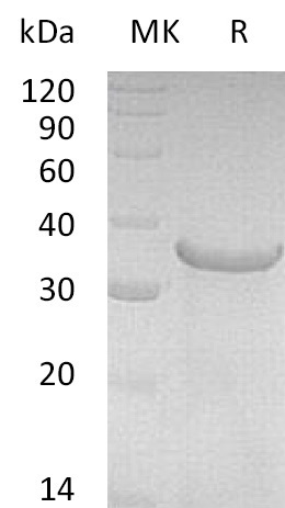 Recombinant Human NRG1Beta (245AA)(Cat. No.:C753)
