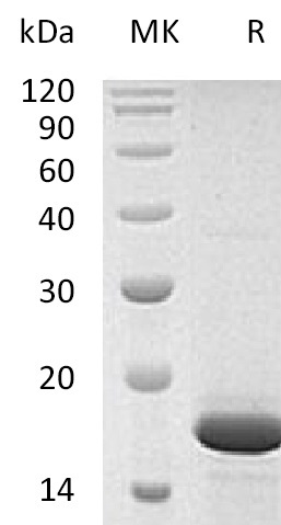 Recombinant Human FGFb (146AA)(Cat. No.:C779)