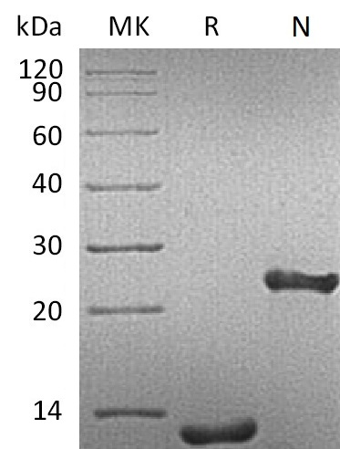 Recombinant Human TGF-beta 1(Cat. No.:CA59)