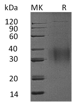 Recombinant Mouse IL-9 (C-6His)(Cat. No.:CC22)