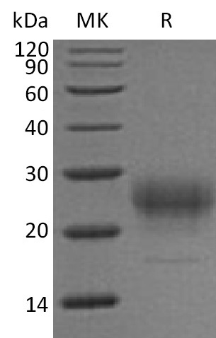 Recombinant Mouse IL-7 (C-6His)(Cat. No.:CC73)