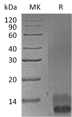 Recombinant Mouse EGF (C-6His)(Cat. No.:CH28)