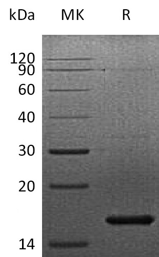 Recombinant Human KGF(Cat. No.:CH73)