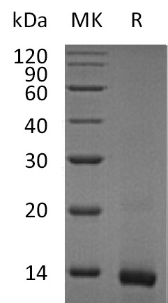 Recombinant Mouse IL-4(Cat. No.:CK15)