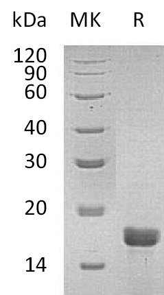 Recombinant Mouse IL-2(Cat. No.:CK24)