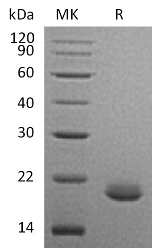 Recombinant Human FGF-10(Cat. No.:CR11)
