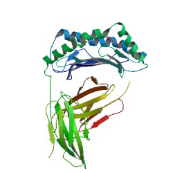 小鼠胰岛素(INS)ELISA Kit  CSB-E05071m