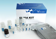 大鼠促卵泡素(FSH)ELISA Kit CSB-E06869r