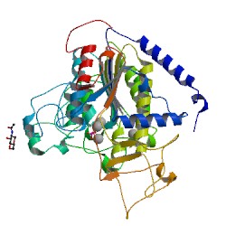 人胎盘碱性磷酸酶(PLAP)ELISA Kit CSB-E09160h