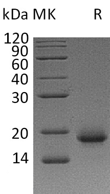 Recombinant Human IL-4 (Mammalian)(Cat. No.:CX03)