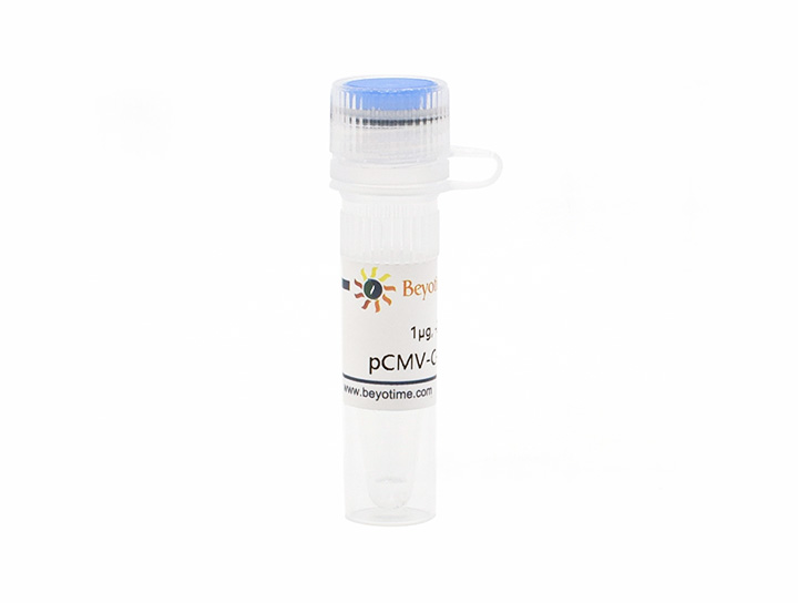 pCMV-C-Flag