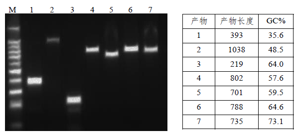 StarLighter HotStart Taq Pro DNA Polymerase  StarLighter 热启动Taq Pro DNA 聚合酶