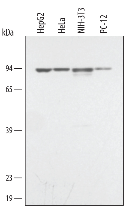 Mouse IgG HRP-conjugated Antibody​