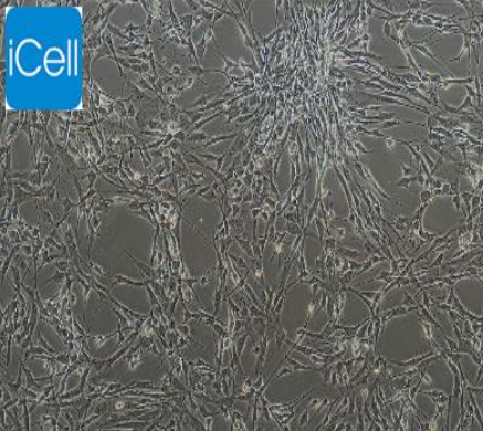肝内胆管上皮细胞 HUM-iCell-d014