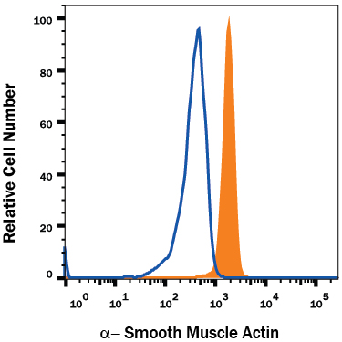 Human alpha-Smooth Muscle Actin PE-conjugated Antibody