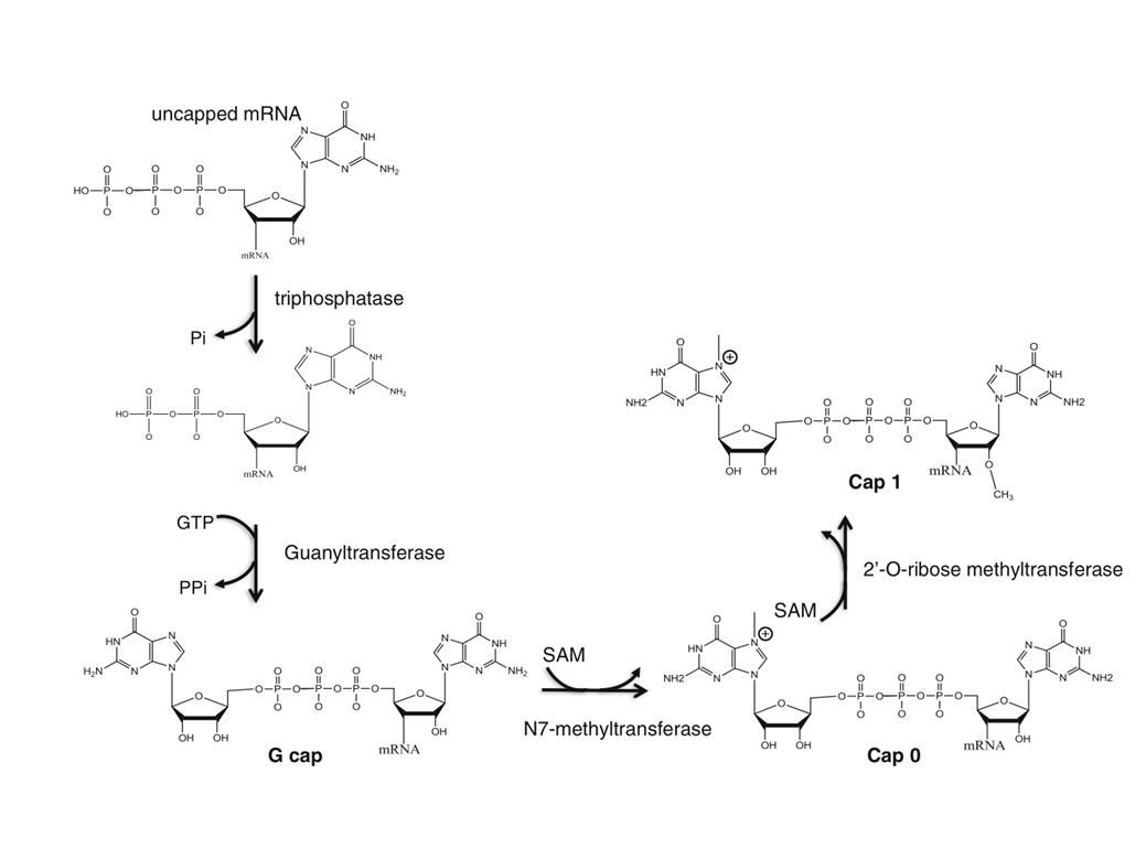 Cap 1 Capping System(Cat. No.:M082)